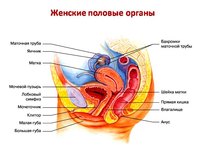 схема половых органов женщины